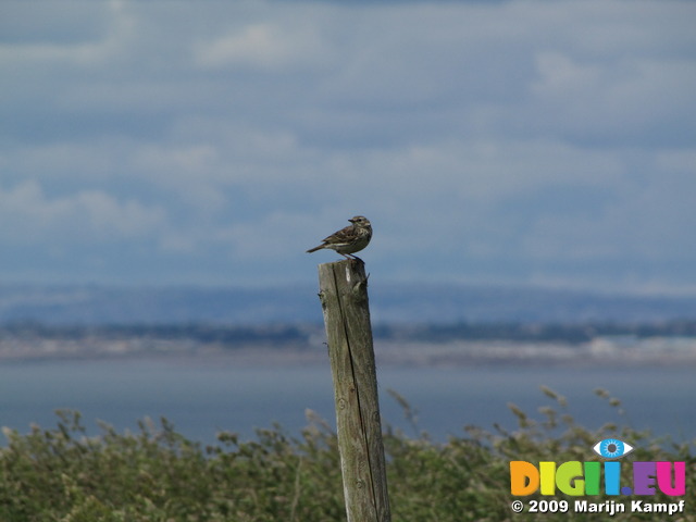 SX06685 Meadow pipit on post (Anthus pratensis)